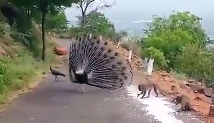 Amazing Peacock​​​ Video ..Don't Miss