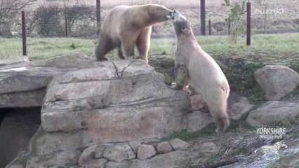 Polar bears meet and instantly become best friends