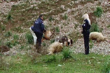 Τρένο παρέσυρε και σκότωσε αιγοπρόβατα