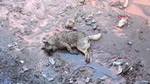 Erzurum - Sosyal Medyadaki Fotoğraf Hayvanseverleri Ayağa Kaldırdı
