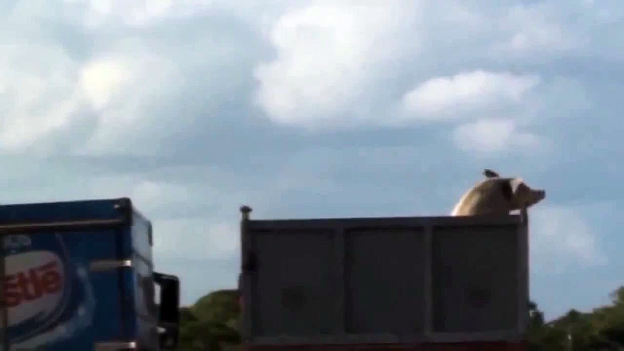 A pig escaped from a truck/Un cochon sévade dun camion - 2022-2023
