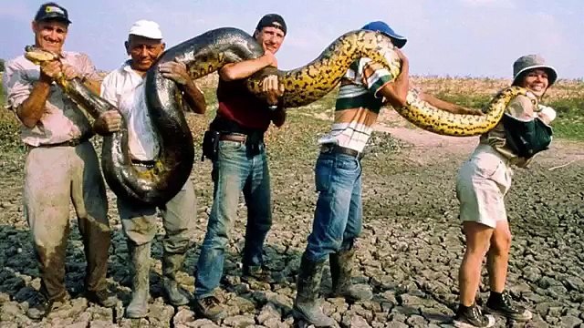 Giant Snake - Anaconda Eats Man Alive