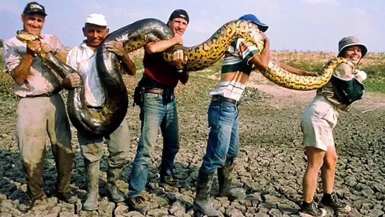 Giant Snake - "Anaconda Eats Man Alive"