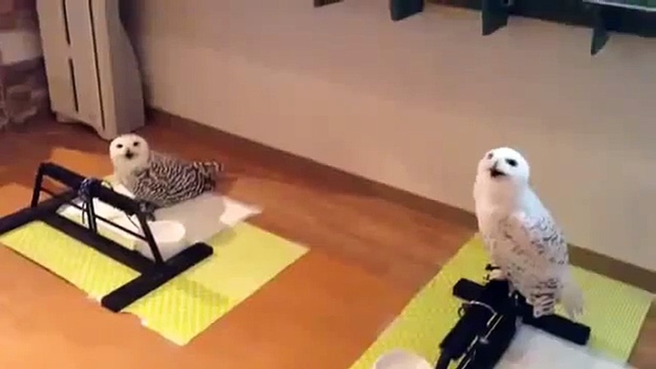 Laughing Owl (Edit)