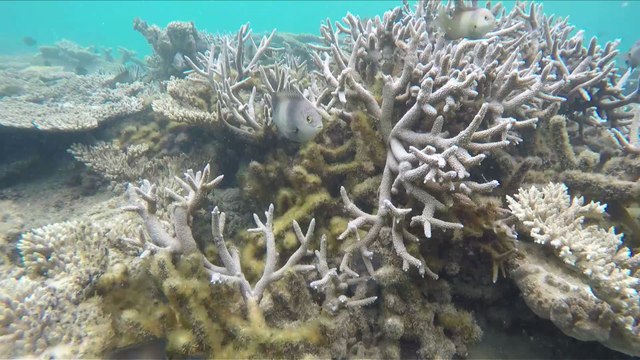 Ile Maurice: les coraux menacés par le réchauffement climatique