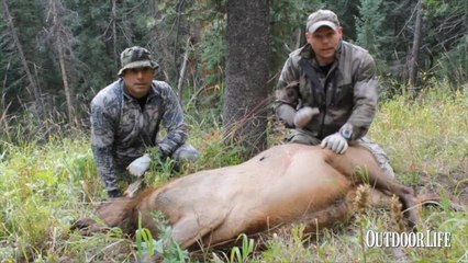 Live Hunt: Calling in a Cow