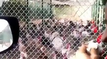 Man Gobbles at Turkeys Turkeys Gobble Back