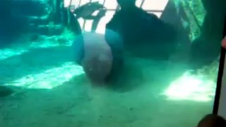 Manatee nose smush with honk sound effect