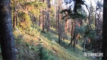 Live Hunt: Two Elk Down in Colorado Bowhunt