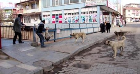 Telef Olan Sokak Köpeğinin Köprüden Atılması, Hayvanseverlerin Tepkisini Çekti