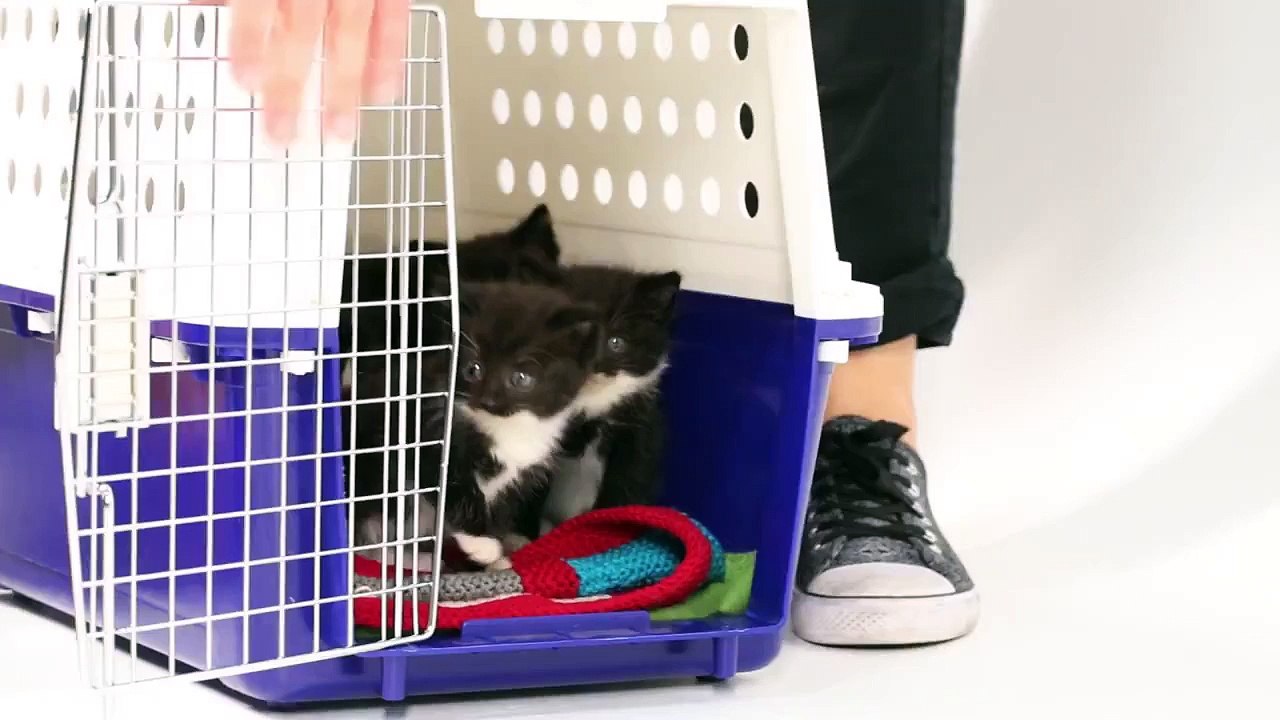 Котята встречают щенков впервые.