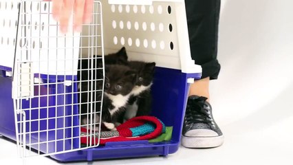 Котята встречают щенков впервые.