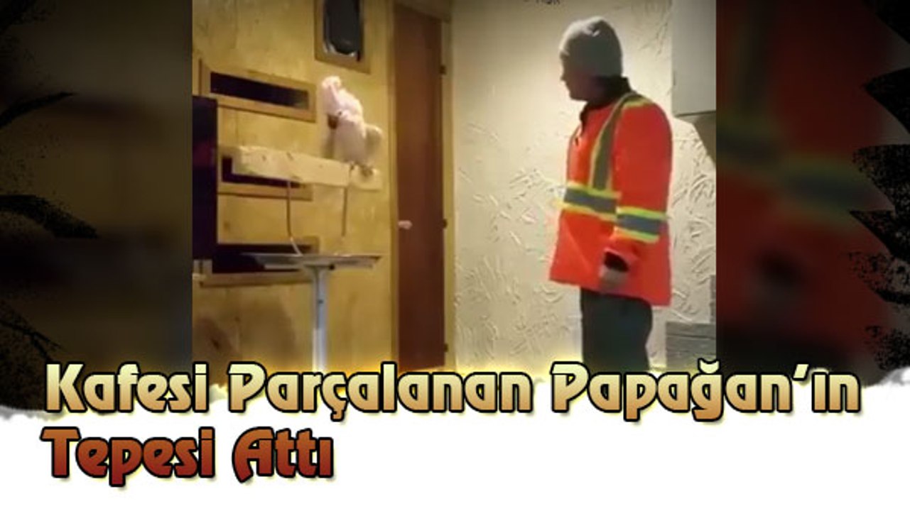 Kafesi Parçalanan Papağan'ın Tepesi Attı