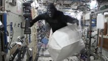 Pourquoi un astronaute a-t-il un costume de gorille à bord de la Station Spatiale Internationale ?