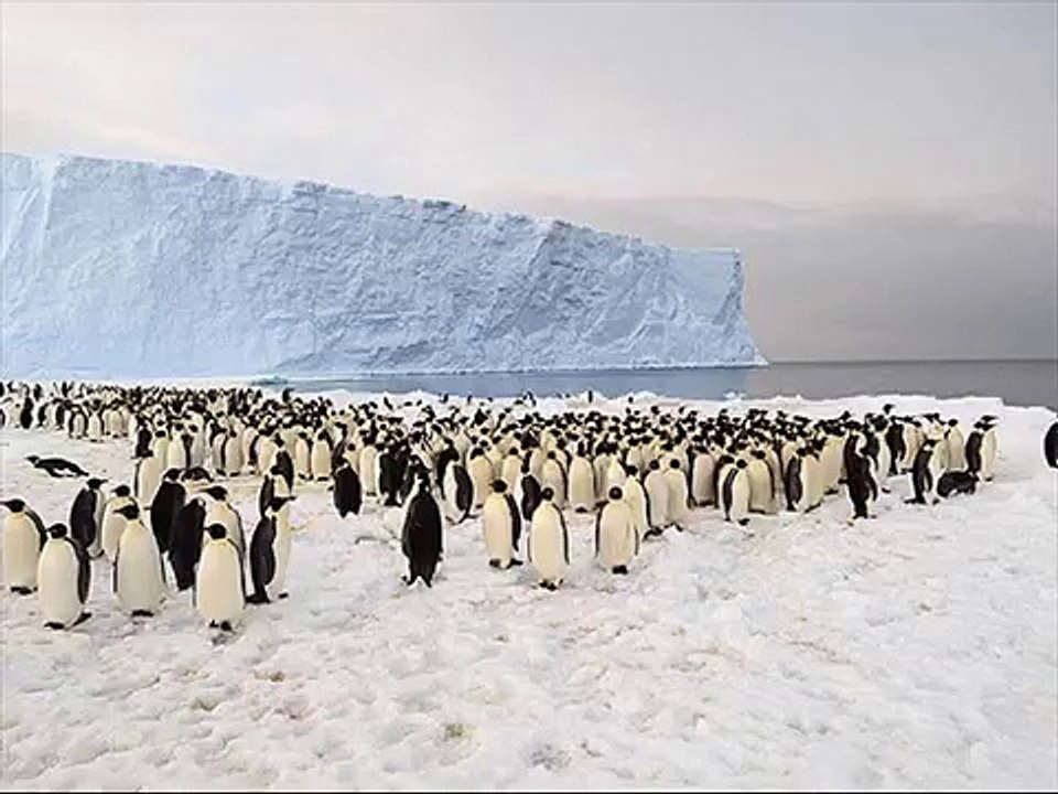 Un iceberg causó la mortandad de unos 150.000 pingüinos en la Antártida