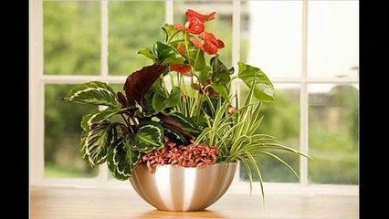 Антуриум  Особенности ухода и разведения в комнатных условиях