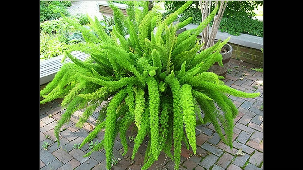 Аспарагус   виды, уход и разведение