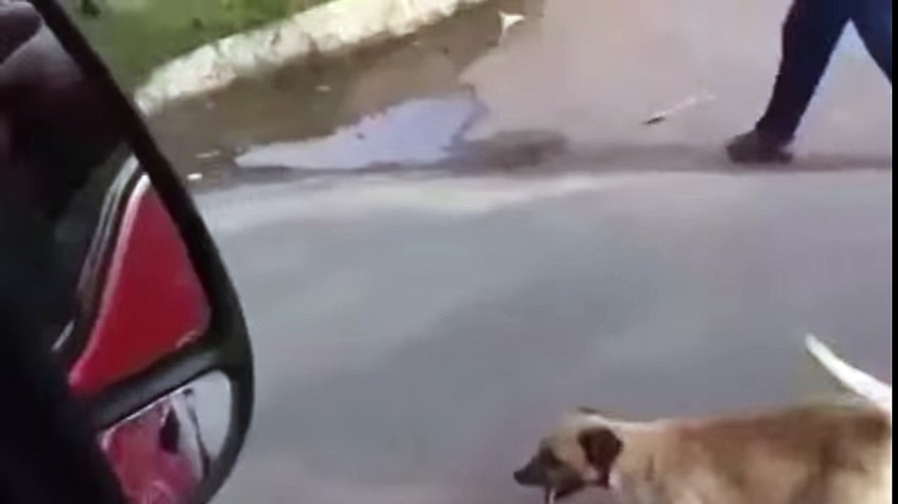Dog Chases Ambulance Driving His Owner