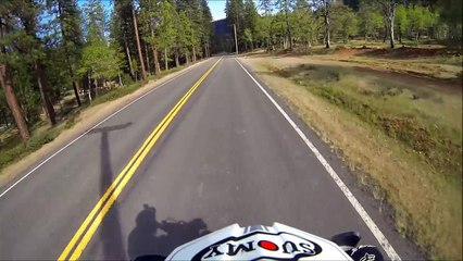 get well soon balloon deer hit on side of road dead
