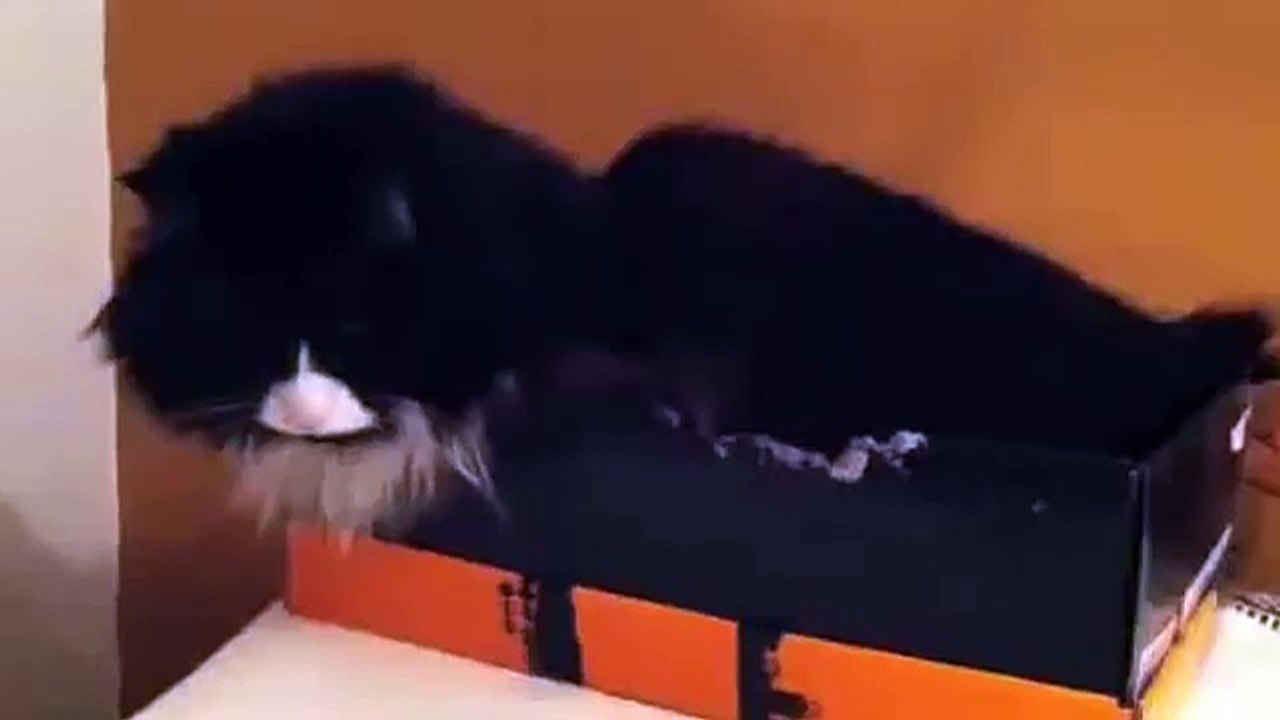 Gizmo don't care
