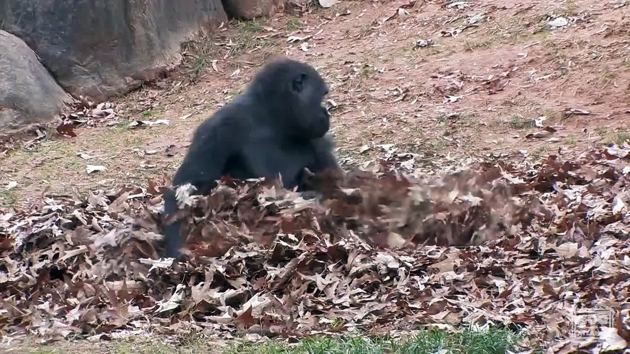 Gorillas playing in leaves [Metal Edition]