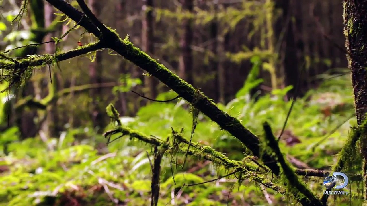 The Emerald Forest | Unearthed