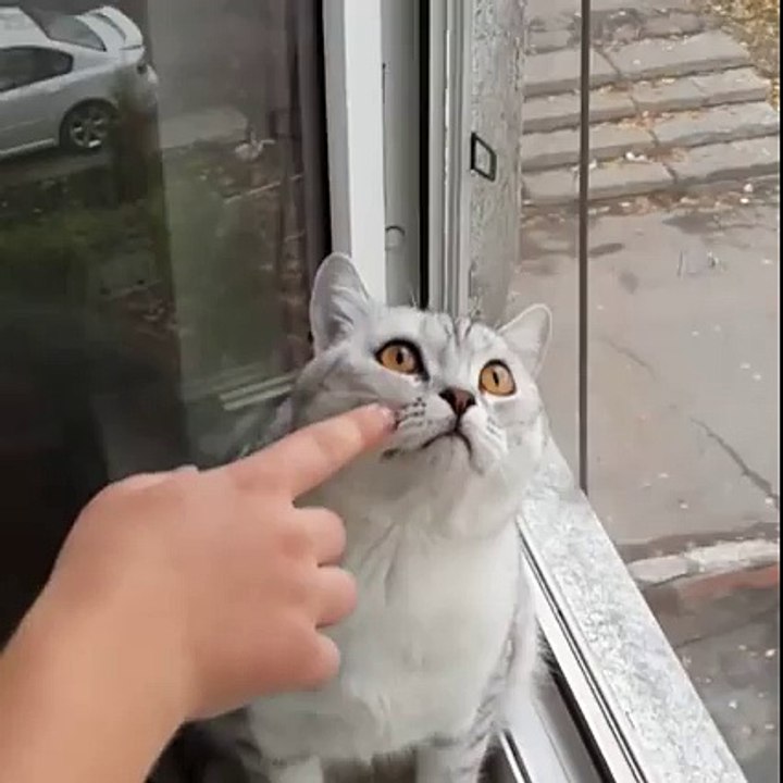 Focused Cat
