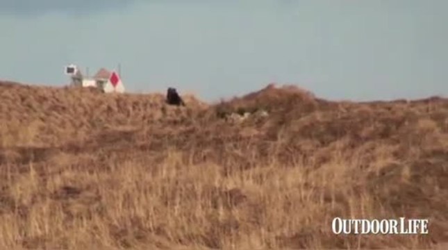 Hunting In Brown Bear Country: How Not to Get Mauled