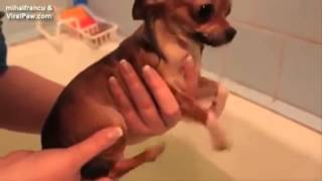 Funny Dogs Video Compilation 2015