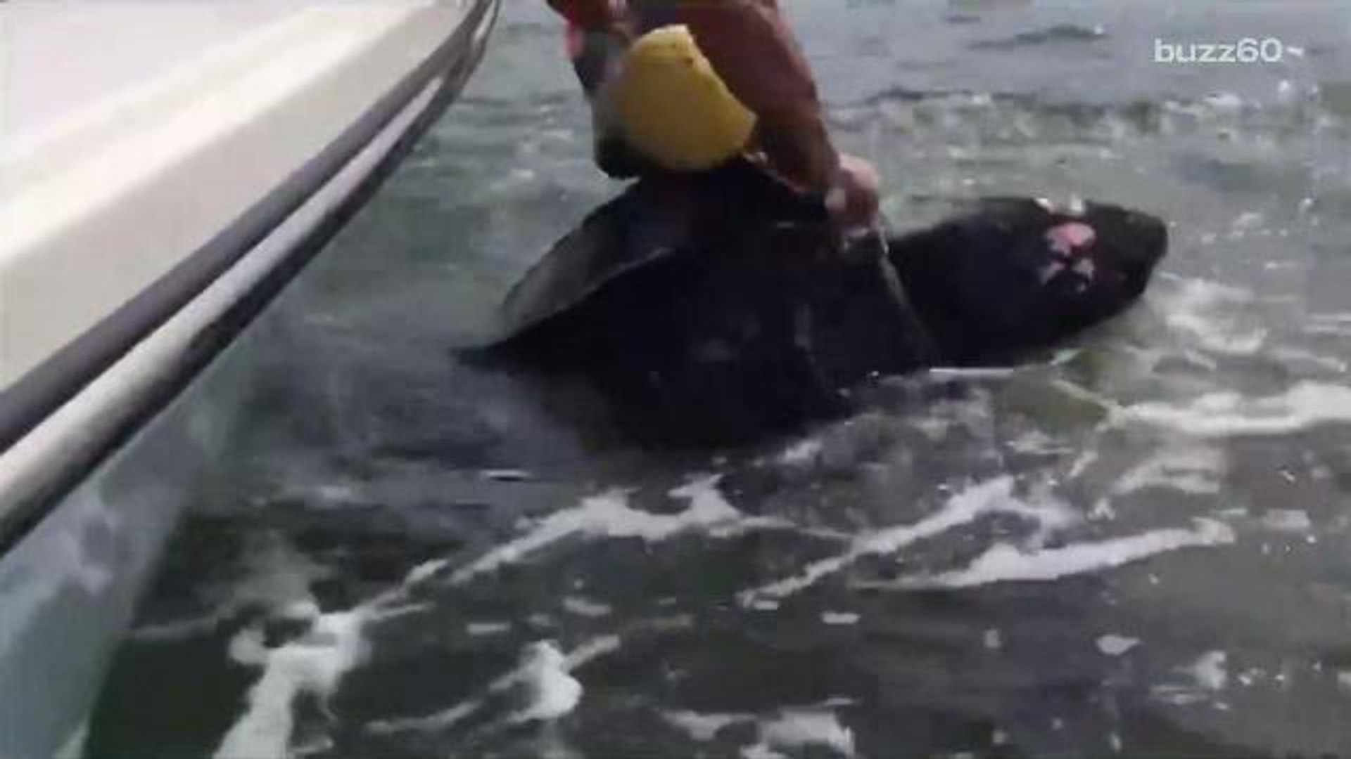 ⁣Off-duty police officers rescue tangled 9 foot turtle in Florida