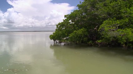 Juvenile Tarpon Habitat Program
