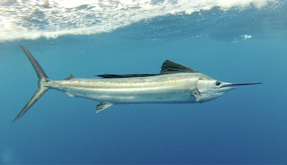 Islamorada Sailfish - Sailing the Keys