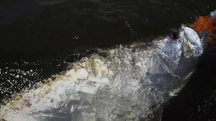 Hilton Head - Lowcountry  Silver Kings