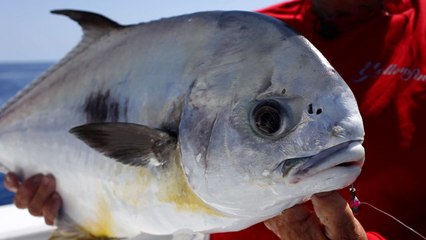 Key West Permit - Offshore Quest
