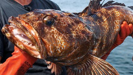 Alaska - Primal Pull