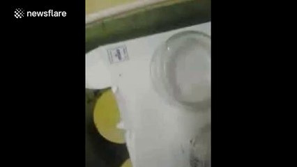 Man finds four false widow spiders in kitchen