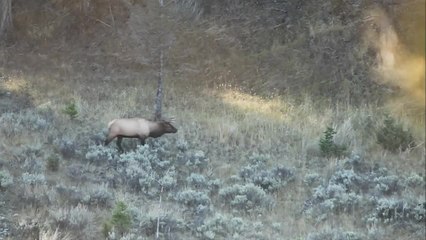 Record Quest: Snap Judge a Bull