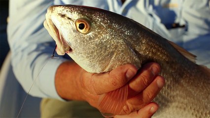 Cedar Key - Tidal Adventures