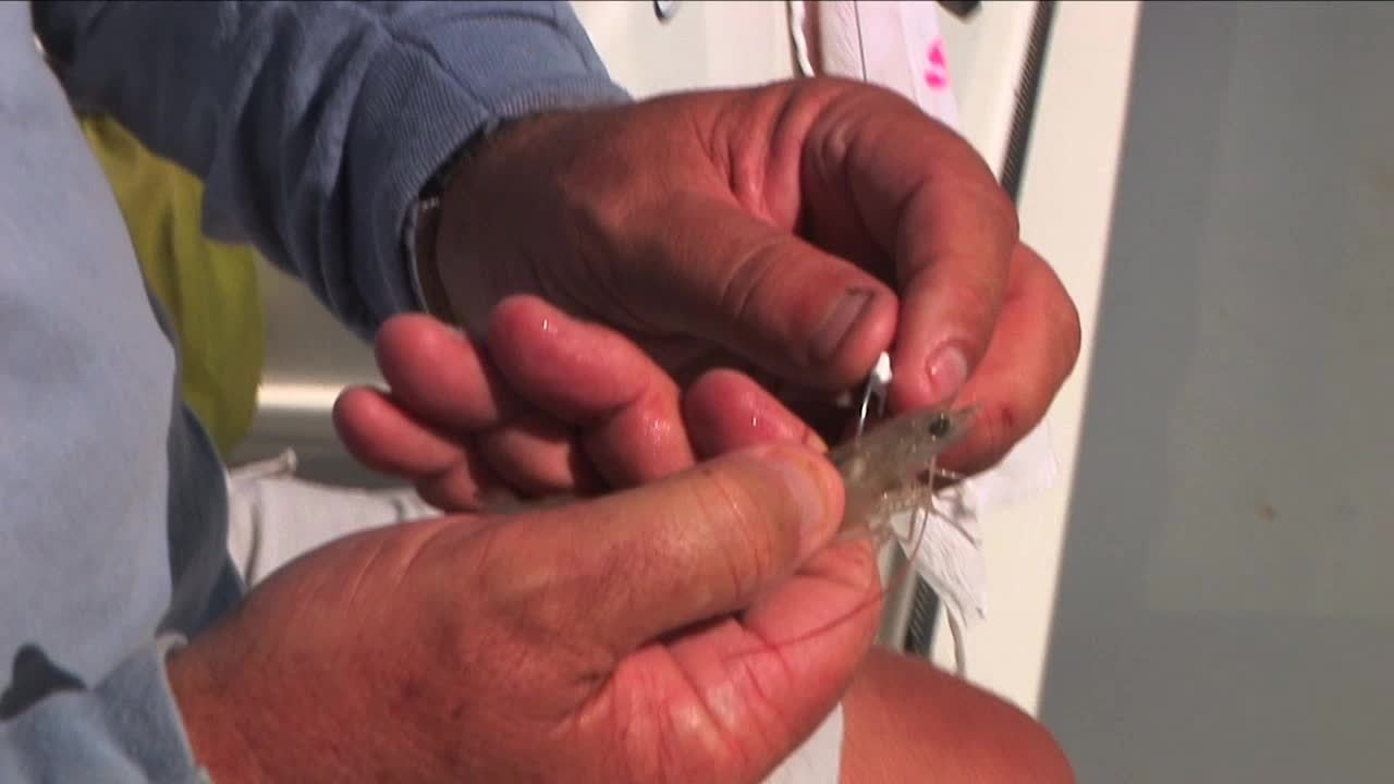 SFTV: Exploring Florida Bay Part 4