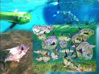 Better Than a World Record