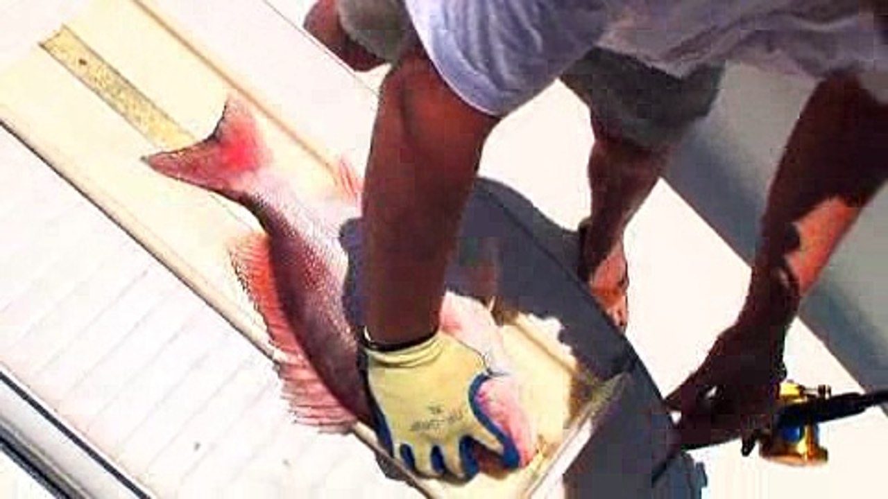 Snapper Under Siege
