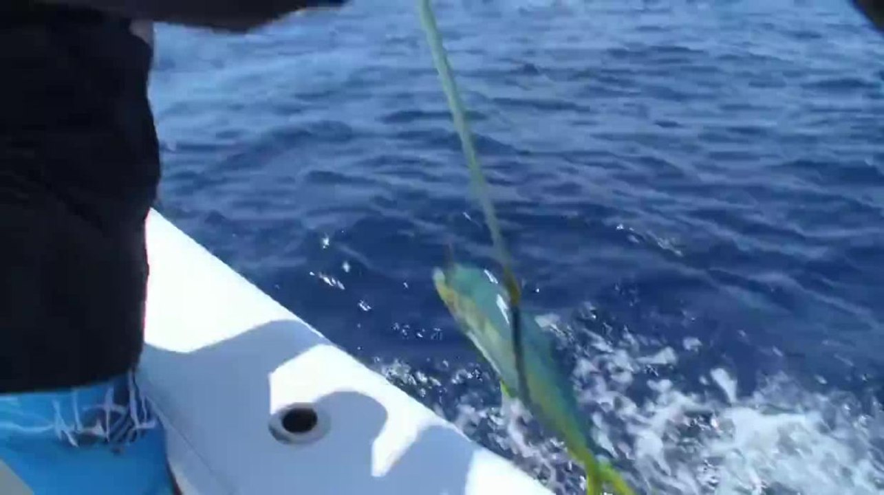 Islamorada Dolphin