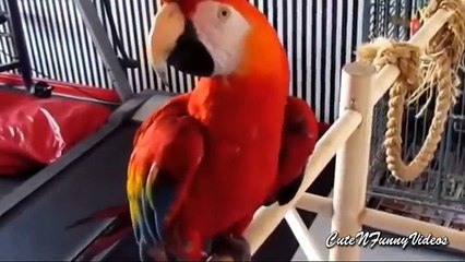 Funny Parrot Videos Compilation 2016 :): Do You Really Need It? This Will Help You Decide!