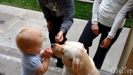 Смешные и милые лабрадоры. Лабрадор видео 2015