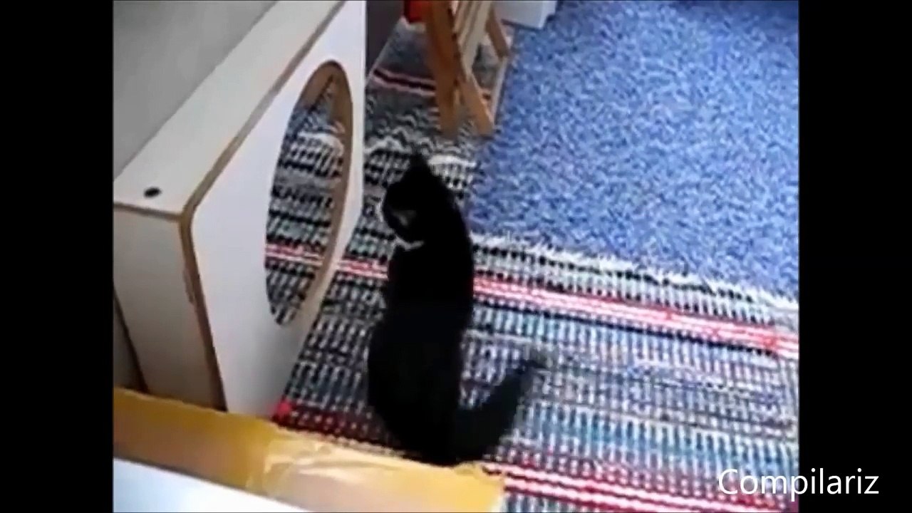 Animals vs Mirrors Compilation