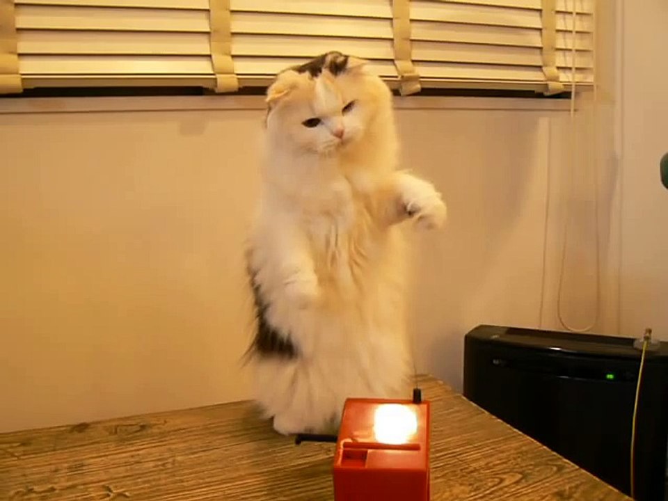 cat plays with a teremin
