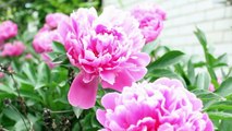 Kosovski božuri -  KOSOVO PEONIES 2016 - 1389