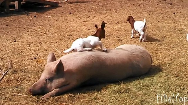 Смешное видео про животных. Опасно для вашего мимиметра