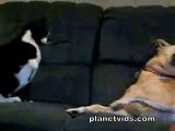 Cat attacks dog