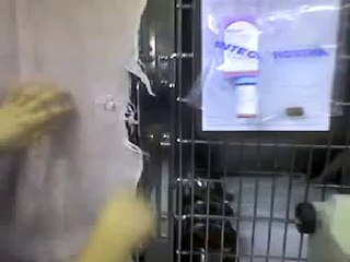 Cat Flips Out at the Vet